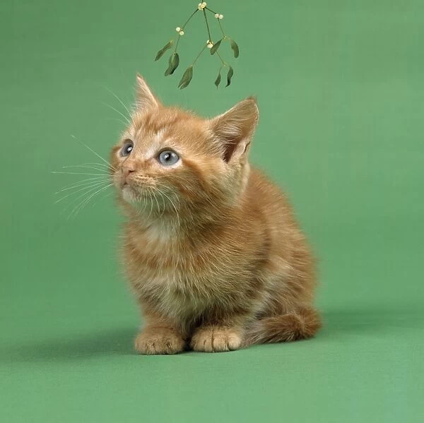 Ginger Cat - kitten on green background under mistletoe