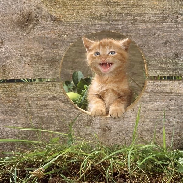 Ginger Cat - kitten looking through hole in fence & miaowing