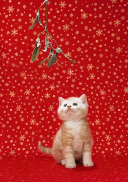 Framed Print : Ginger Cat - kitten under mistletoe Framed Print : Ginger Cat - kitten under mistletoe