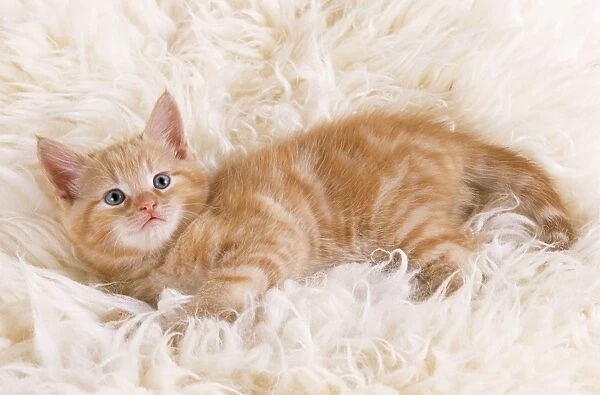Ginger Cat - kitten on rug