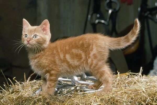 Ginger Cat - kitten in tack room