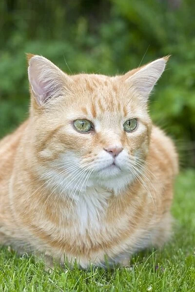 Ginger Cat Sitting in garden
