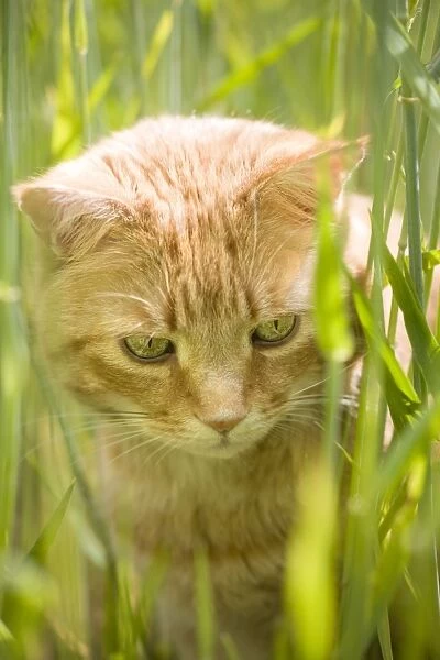 Ginger Cat Stalking prey in cereal field Norfolk UK