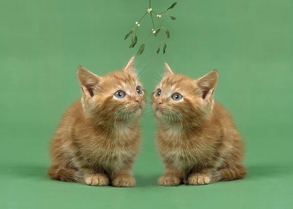 Ginger Cat - x2 kittens on green background, under mistletoe
