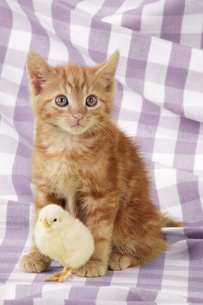 Ginger Kitten with chick Digital Manipulation: changed background check to purple