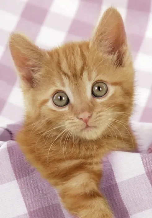 Framed Print : Ginger Kitten on purple gingham Digital Manipulation: changed check from green to purple Framed Print : Ginger Kitten on purple gingham Digital Manipulation: changed check from green to purple
