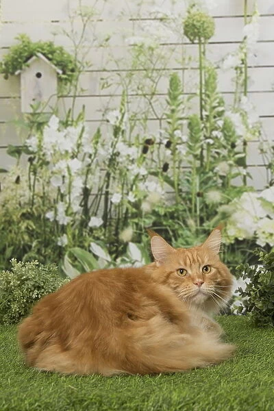 Ginger Maine Coon cat outdoors