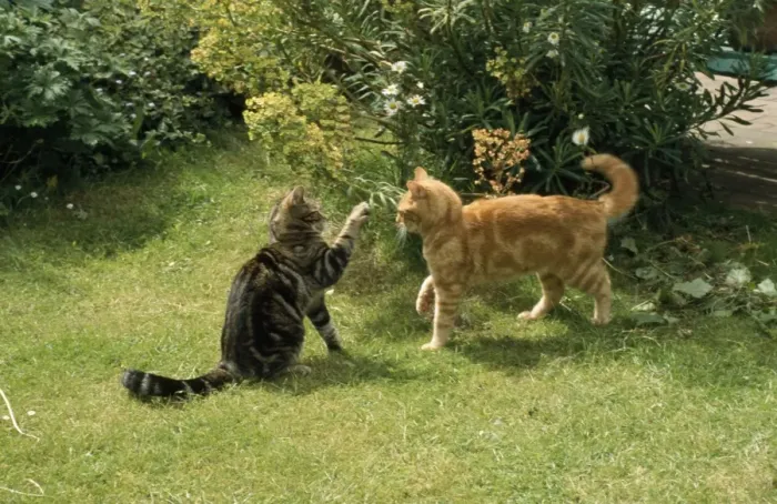 Framed Print : Ginger & Tabby Cats - friendly play Framed Print : Ginger & Tabby Cats - friendly play