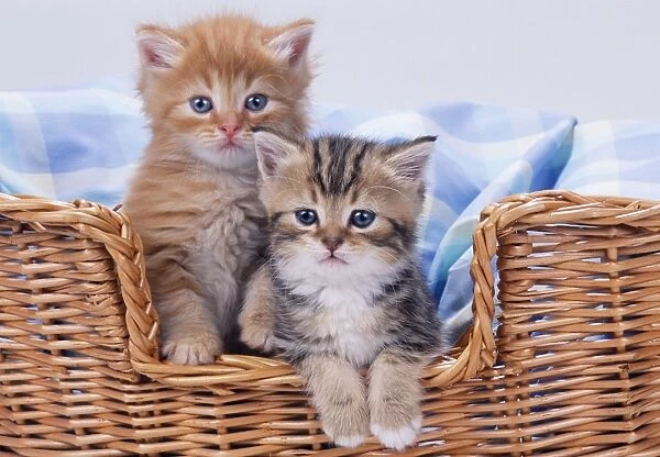 Ginger & Tabby Cats - x2 kittens in basket