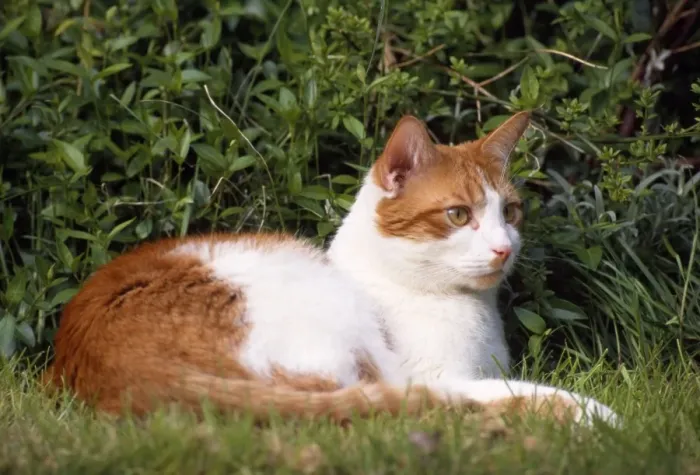Framed Print : Ginger & White Cat