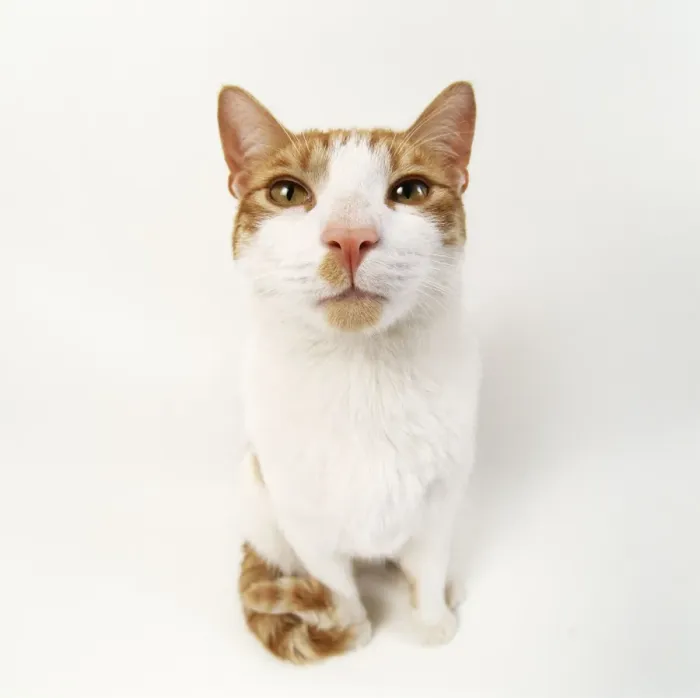 Framed Print : Ginger & White Cat Framed Print : Ginger & White Cat