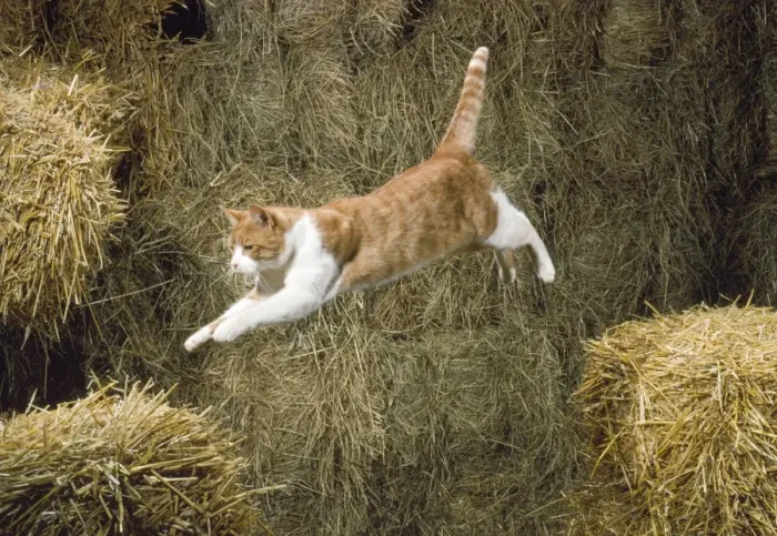 Framed Print : Ginger & White Cat - jumping Framed Print : Ginger & White Cat - jumping