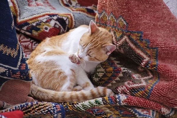 Ginger & white Cat - lying amongst pile of rugs. Morocco