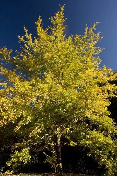 Ginkgo  /  Maidenhair Tree - in autumn with fall colours - From China