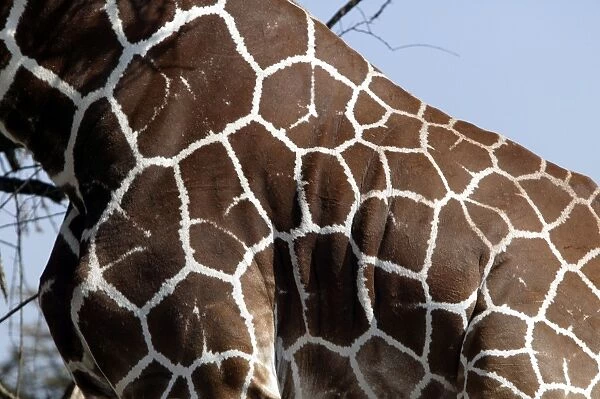 Girafe reticulee