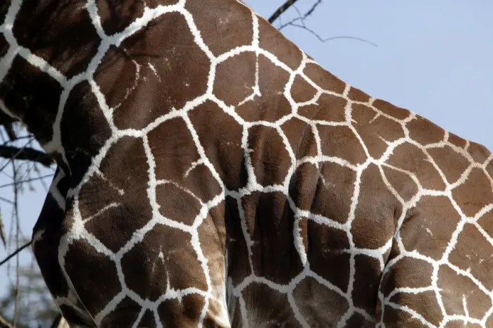 Framed Print : Girafe reticulee Framed Print : Girafe reticulee