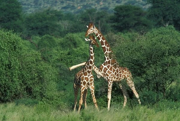 Giraffe - two