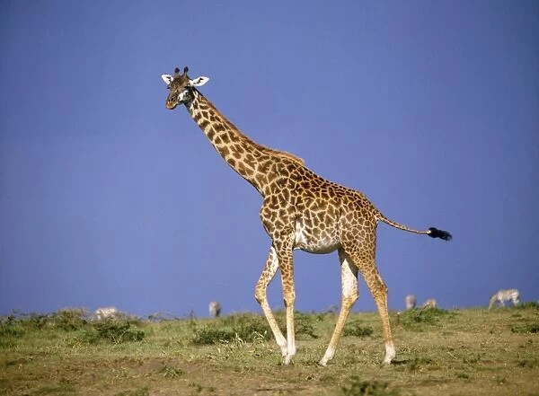 Giraffe. SM-369. GIRAFFE. Giraffa camelopardalis