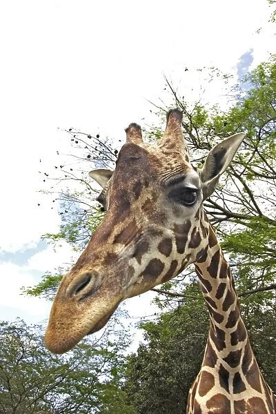 Giraffe. WAT-11641. Giraffe. Giraffa camelopardalis