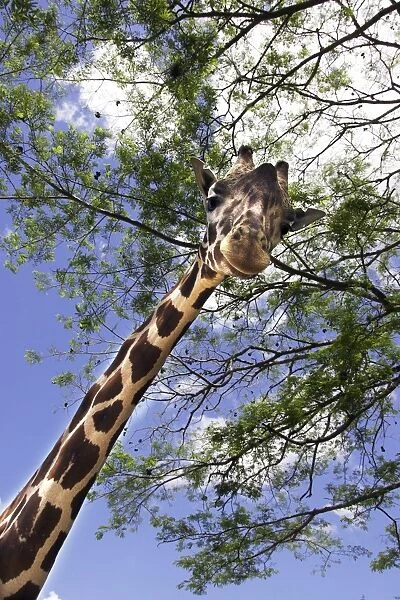 Giraffe. WAT-11645. Giraffe. Giraffa camelopardalis