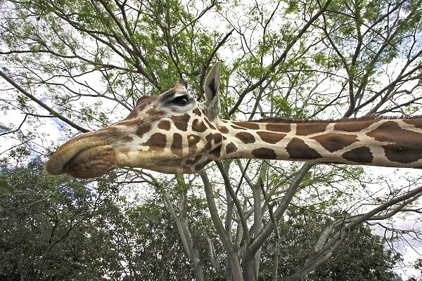Giraffe. WAT-11650. Giraffe. Giraffa camelopardalis