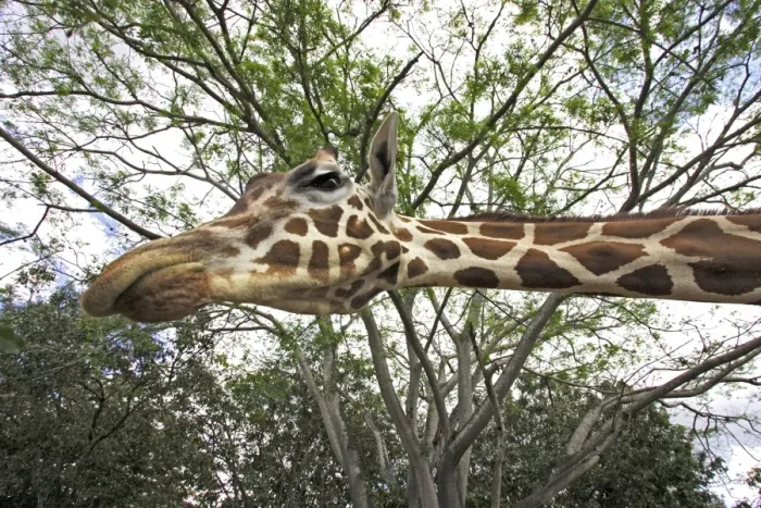 Framed Print : Giraffe. WAT-11650. Giraffe. Giraffa camelopardalis Framed Print : Giraffe. WAT-11650. Giraffe. Giraffa camelopardalis