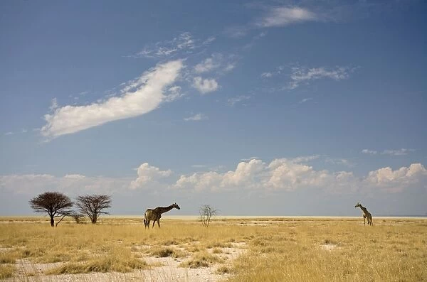 Giraffe - two adults browsing through grass land with the pale strip of the Etosha Pan in the distance - Etosha National Park - Namibia - Africa