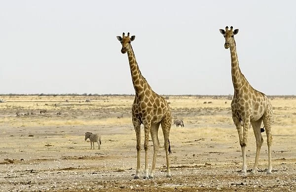 Giraffe - Two adults side by side - Etosha National Park - Namibia - Africa