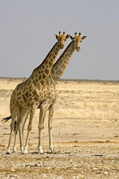 Giraffe - two adults side by side - Etosha National Park - Namibia - Africa