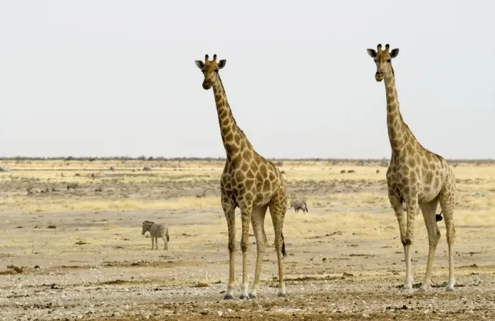 Framed Print : Giraffe - Two adults side by side - Etosha National Park - Namibia - Africa Framed Print : Giraffe - Two adults side by side - Etosha National Park - Namibia - Africa