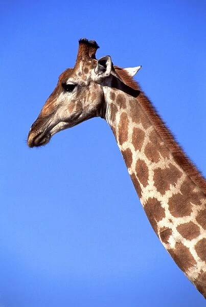 Giraffe AW 6271 Etosha National Park, Namibia, Africa. Giraffa camelopardalis © Adrian Warren  /  ARDEA LONDON