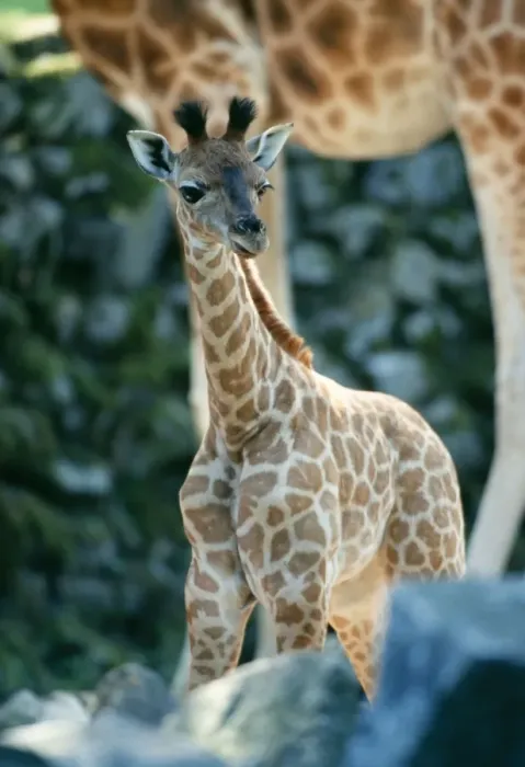 Framed Print : Giraffe Baby Framed Print : Giraffe Baby
