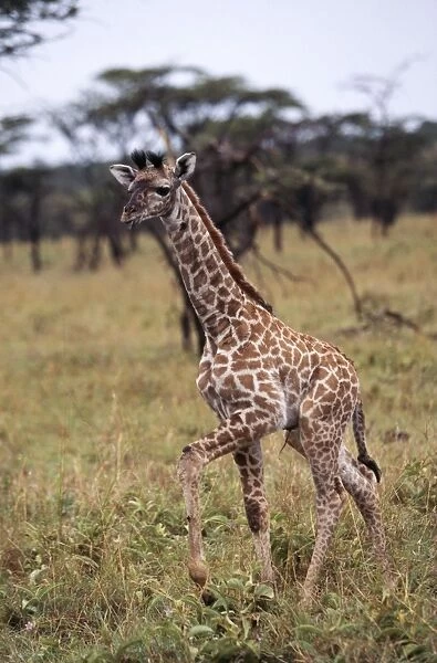 Giraffe Baby. Maasai Mara, Africa