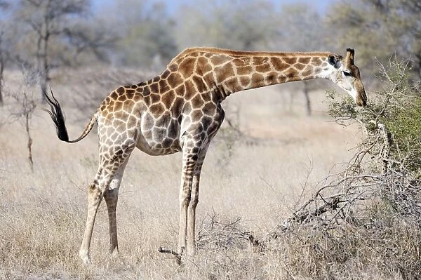 Giraffe - browsing - Kruger National Park, South Africa