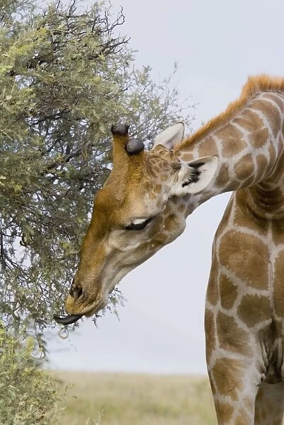 Giraffe browzing Grey Camelthorn showing tongue grasping foliage. Occurs in arid zones and drier regions of Northern and Southern Savanna of Africa. Kgalagadi Transfrontier Park, Northern Cape, South Africa