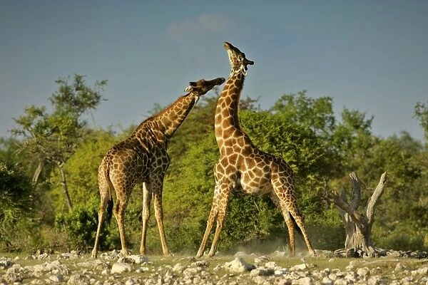 Giraffe two bulls fighting rotating their long necks Etosha National Park, Namibia, Africa