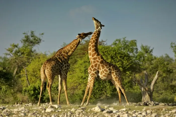 Framed Print : Giraffe two bulls fighting rotating their long necks Etosha National Park, Namibia, Africa Framed Print : Giraffe two bulls fighting rotating their long necks Etosha National Park, Namibia, Africa