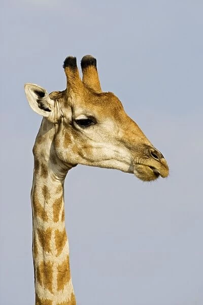 Giraffe - close up of the head and neck with the tip of the tongue protuding - Etosha National Park - Namibia - Africa