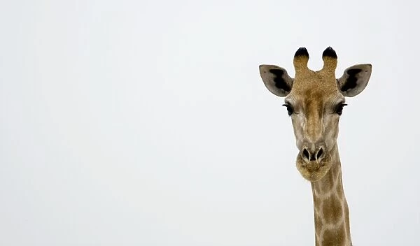 Giraffe - close up head portrait - Etosha National Park - Namibia - Africa