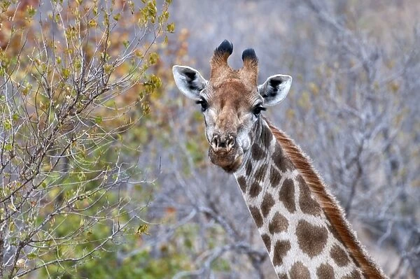Giraffe - close up of head - Sabi Sands Game Reserve - South Africa