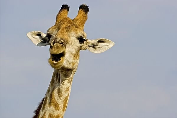 Giraffe - close up of the head whilst chewing and swallowing acacia twigs - Etosha National Park - Namibia - Africa