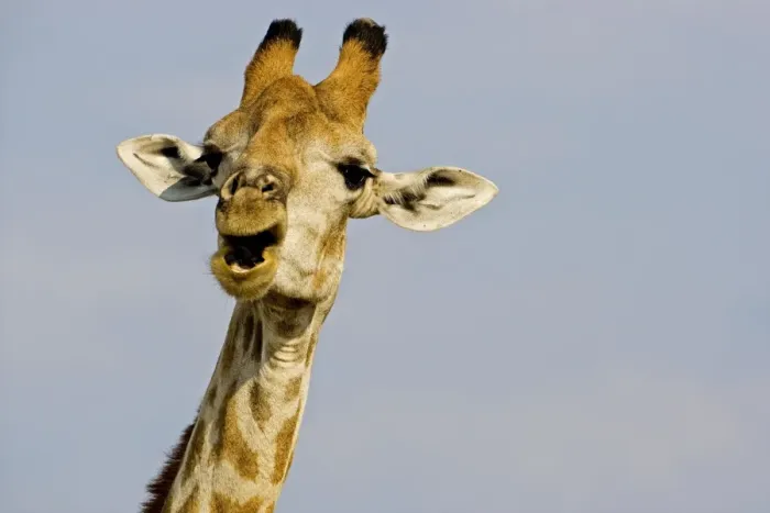 Framed Print : Giraffe - close up of the head whilst chewing and swallowing acacia twigs - Etosha National Park - Namibia - Africa Framed Print : Giraffe - close up of the head whilst chewing and swallowing acacia twigs - Etosha National Park - Namibia - Africa