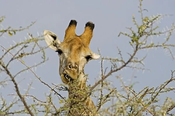 Giraffe - close up of the head whilst feeding - Etosha National Park - Namibia - Africa