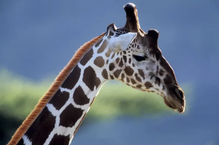 Framed Print : Giraffe - close-up of head Framed Print : Giraffe - close-up of head