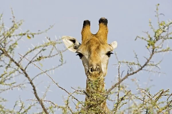 Giraffe - close up whilst feeding - Etosha National Park - Namibia - Africa