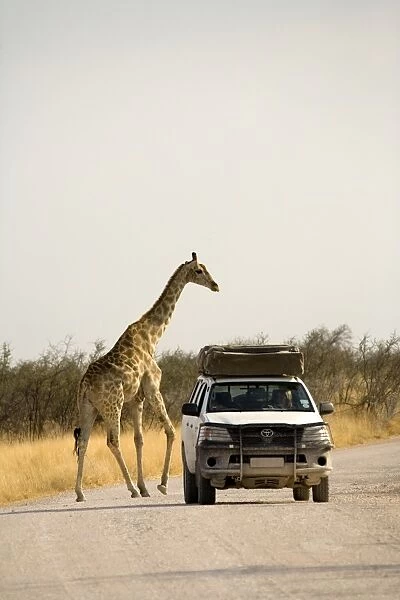 Giraffe - crossing a road with a rental car in the foreground - Etosha National Park - Namibia - Africa
