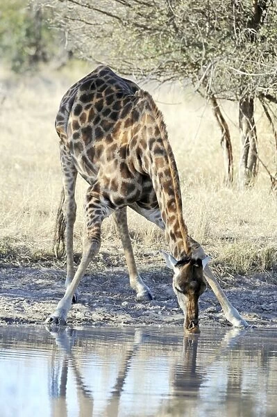 Giraffe - Drinking from pool - Kruger National Park, South Africa