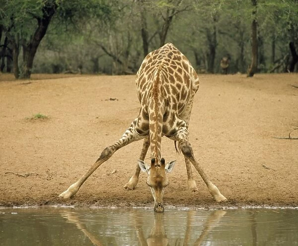 Giraffe - drinking at waterhole