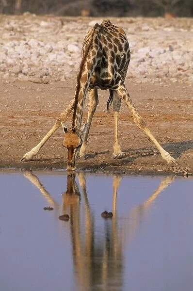 Giraffe - Drinking at Waterhole, Etosha National Park, Namibia, Africa MA000630