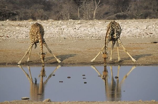 Giraffe - Two drinking at waterhole - Etosha National Park, Namibia, Africa MA000632
